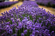 Emu Bay Lavender food