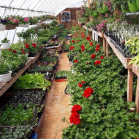 Greenhouse Opening In May outside