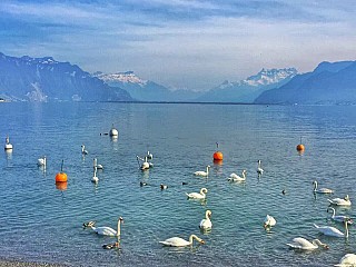 Montreux Palace