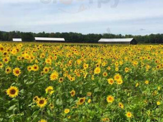 5j Creamee Pasiecnik Farmstand