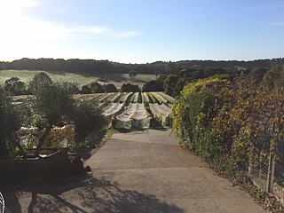 Morning Sun Vineyard