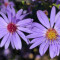 Blue Wood Aster (Symphyotrichum Cordifolium)