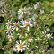 Big-Leaved Aster (Eurybia Macrophyllus)