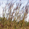 Big Bluestem (Andropogon Gerardi)