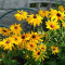 Black-Eyed Susan (Rudbecka Hirta)