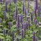 Anise Hyssop (Agastace Foeniculum)