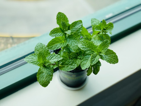 Menta Menta