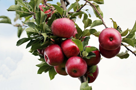 Egyszerűen Apple