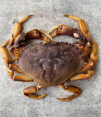 Dungeness Crab