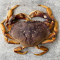 Dungeness Crab