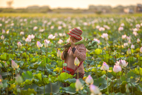 Farmer Omlett