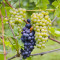 Flowers, Pinot Noir, Sonoma Coast, Kalifornia