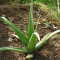 Aloe Vera Lé