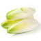 Belgian Endive