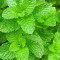Mentha Mentha